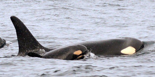 A new baby orca swims alongside an adult whale, believed to be its mother, off the coast of Westport, Wash. It's the third baby born to the endangered Southern resident killer whale families in recent months.
