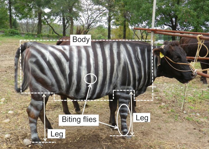 A Japanese Black cow painted with zebra stripes.