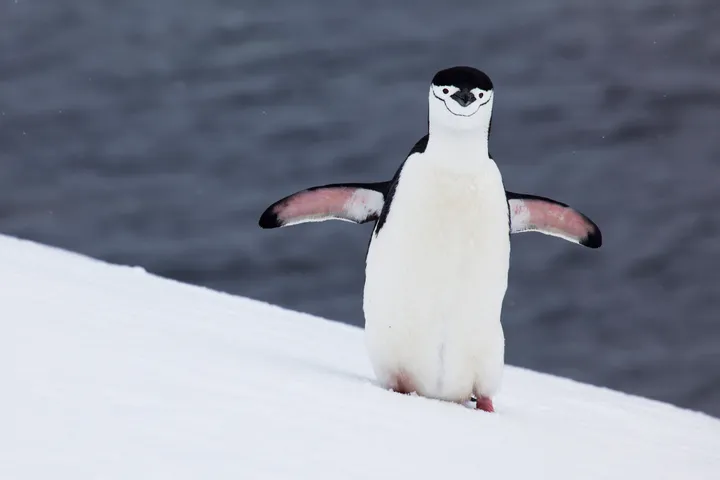 ペンギンの可愛いすぎるトリビア大集合 ソリのように移動し 顔にあごひも 画像集 ハフポスト Life