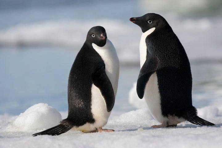 ペンギンの可愛いすぎるトリビア大集合 ソリのように移動し 顔にあごひも 画像集 ハフポスト Life