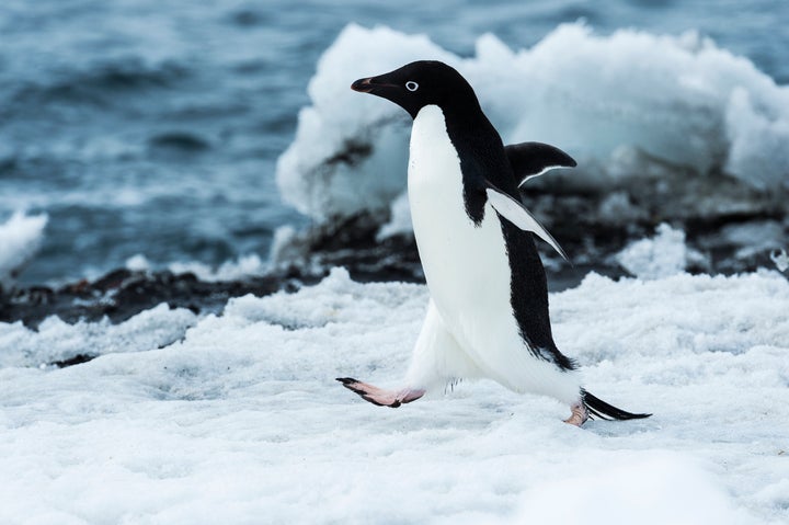 ペンギンの可愛いすぎるトリビア大集合 ソリのように移動し 顔にあごひも 画像集 ハフポスト Life