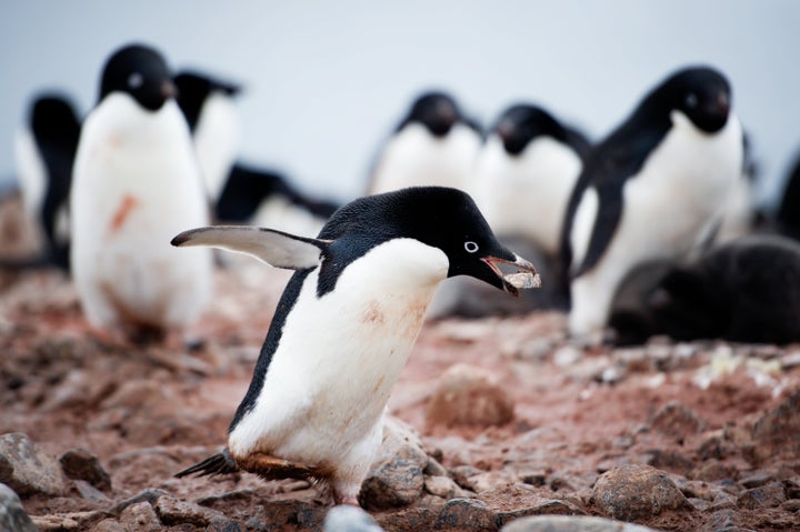 ペンギンの可愛いすぎるトリビア大集合 ソリのように移動し 顔にあごひも 画像集 ハフポスト Life