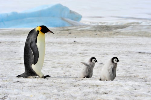 ペンギンの可愛いすぎるトリビア大集合。ソリのように移動し、顔