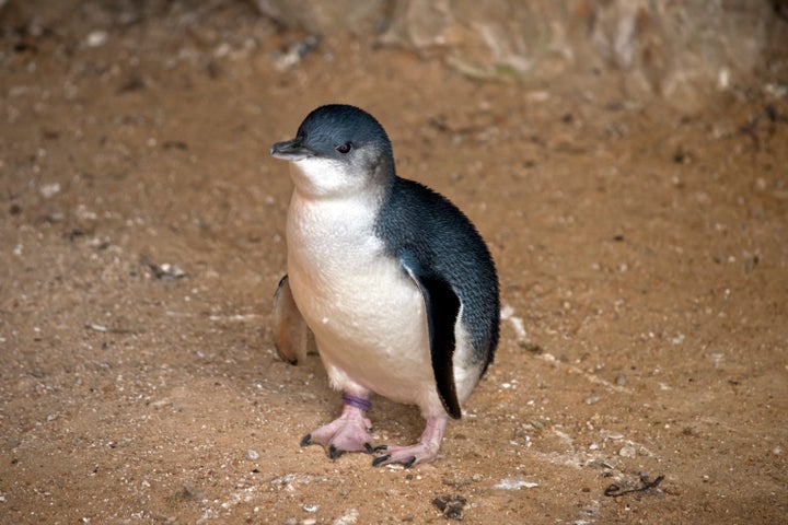 新品登場 ペンギンになったブタちゃんと大胆なクジラ かわいベンギンの