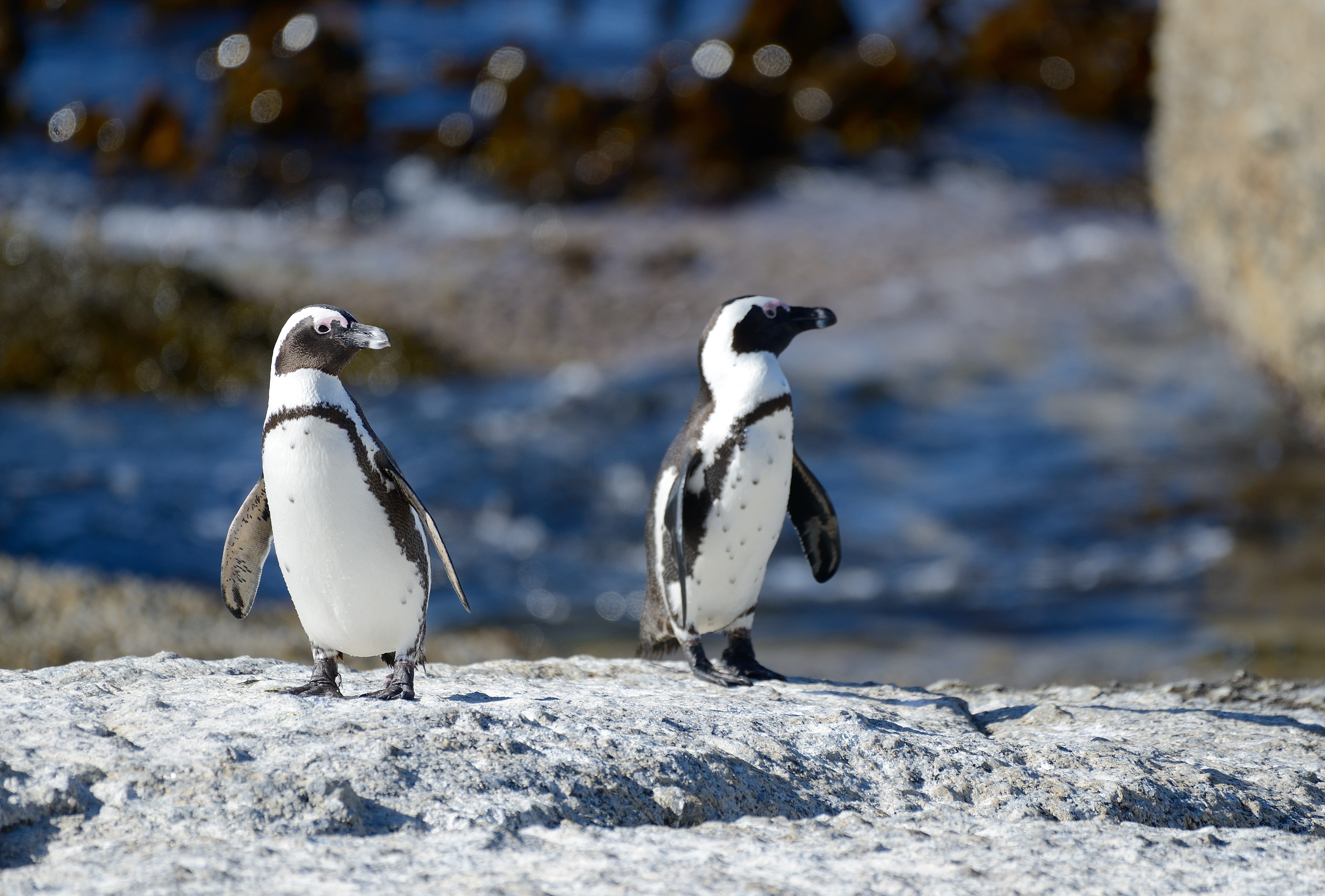 海外販売× ペンギンになったブタちゃんと大胆なクジラ、かわいベンギン