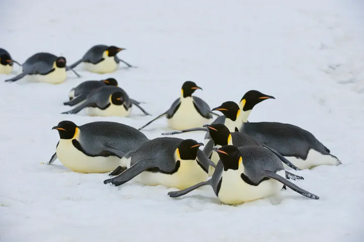 ペンギンの可愛いすぎるトリビア大集合 ソリのように移動し 顔にあごひも 画像集 ハフポスト Life