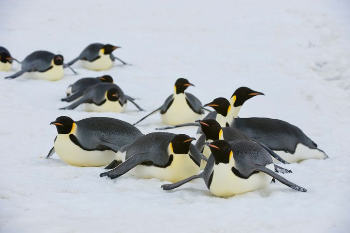 ペンギンの可愛いすぎるトリビア大集合 ソリのように移動し 顔にあごひも 画像集 ハフポスト Life