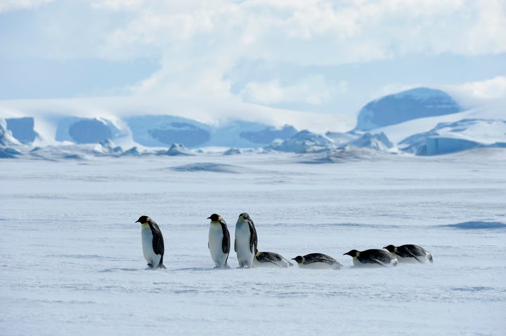 ペンギンの可愛いすぎるトリビア大集合 ソリのように移動し 顔にあご