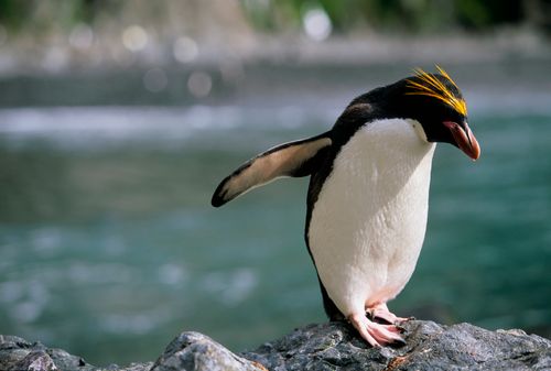 ペンギンの可愛いすぎるトリビア大集合。ソリのように移動し、顔にあごひも？【画像集】 | ハフポスト LIFE