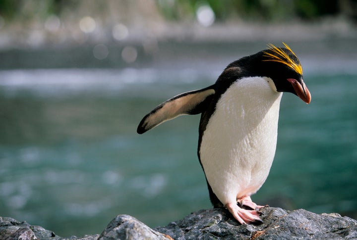 ペンギンの可愛いすぎるトリビア大集合 ソリのように移動し 顔にあごひも 画像集 ハフポスト Life