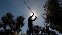 El olivar sale a calle para defenderse de los aranceles de