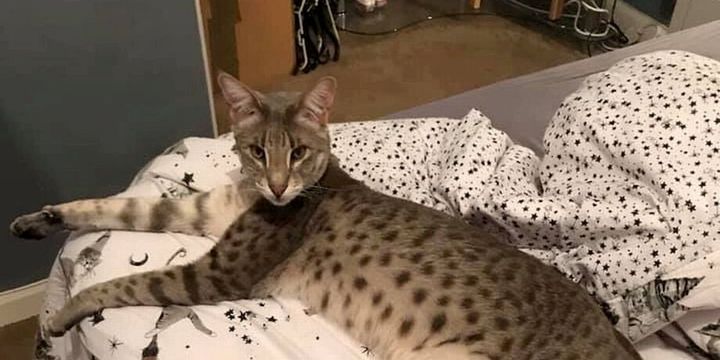 It is a hybrid breed between a serval African wildcat and a domestic moggy
