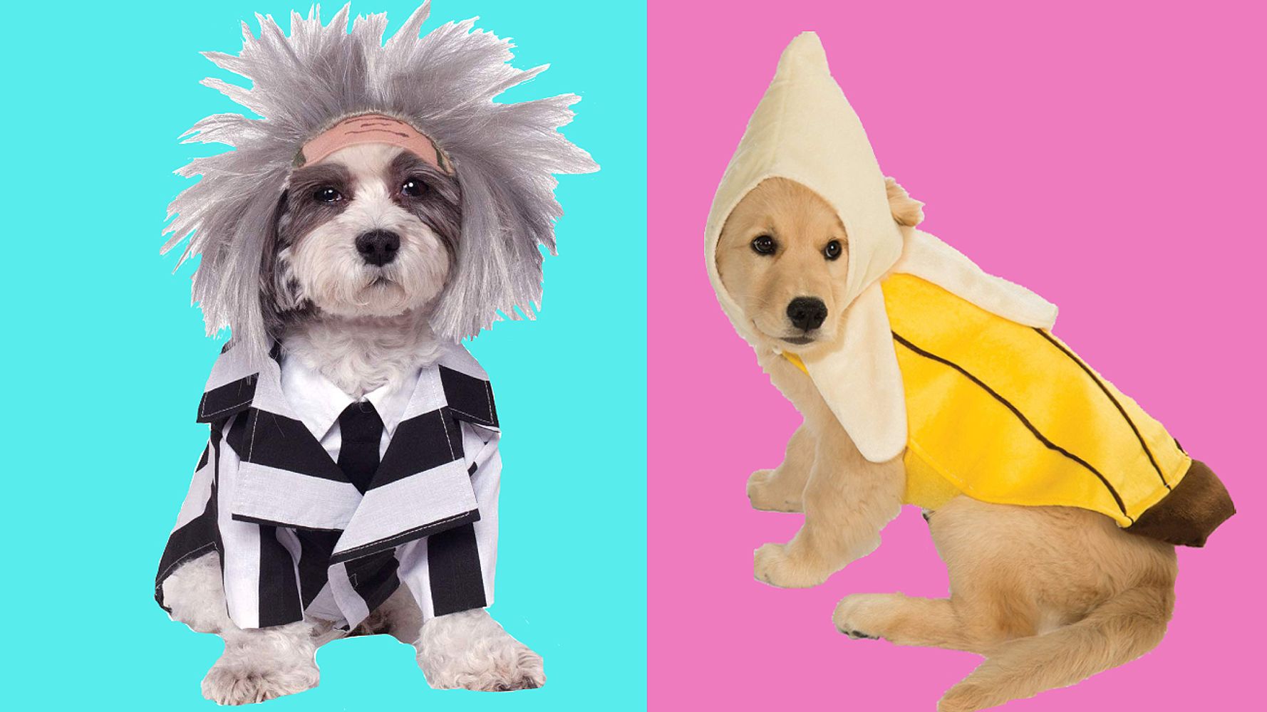 Adorable Pet Halloween Costumes You Can Buy On Amazon HuffPost null