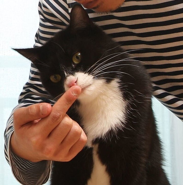 고양이와 해보는 집게 손가락 인사. 