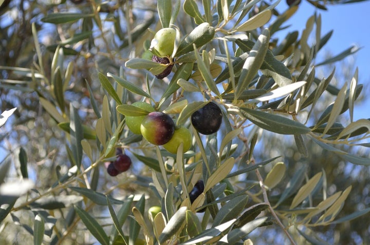 Οι Πηλιορείτικες ελιές αρχίζουν να ωριμάζουν τον Οκτώβρη