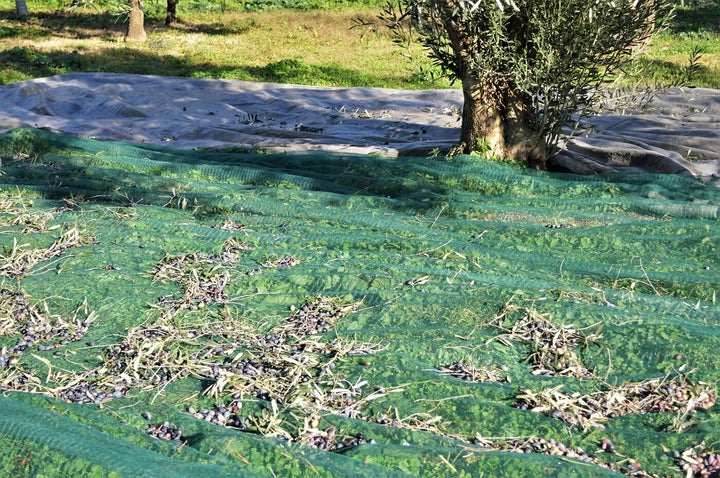 Τα λιόπανα τοποθετούνται γύρω από το δέντρο και το μάζεμα της ελιάς αρχίζει. Το ράβδισμα του δέντρου γίνεται με το λούρο (μακρύ κοντάρι) ή σύγχρονο ραβδιστικό μηχάνημα