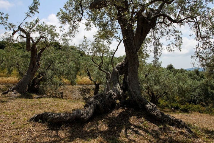 Η γνωριμία του επισκέπτη με την ελιά είναι γνωριμία με την Ελλάδα