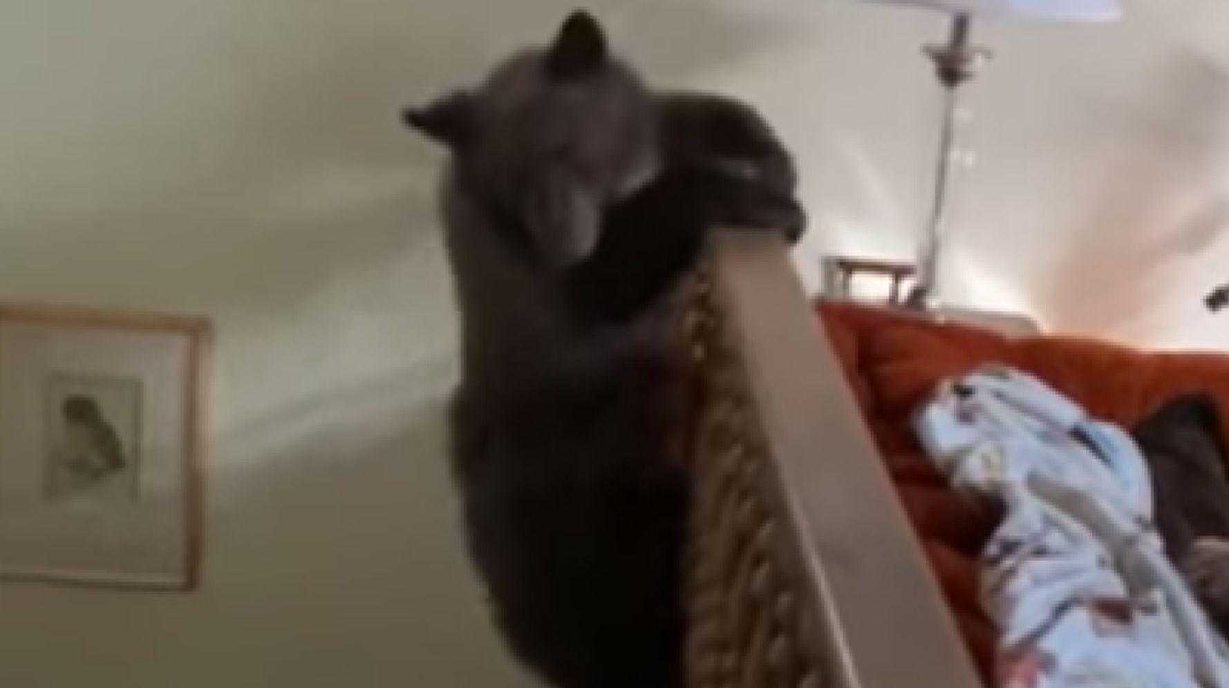 Bear Family Breaks Into Home And Cub Parkours Down The Staircase | HuffPost  Weird News