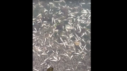 Alarmante imagen en el Mar Menor: miles de especies marinas aparecen muertas por la gota