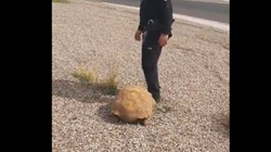 Hallan a una tortuga de más de 25 kilos en una rotonda de Ciudad