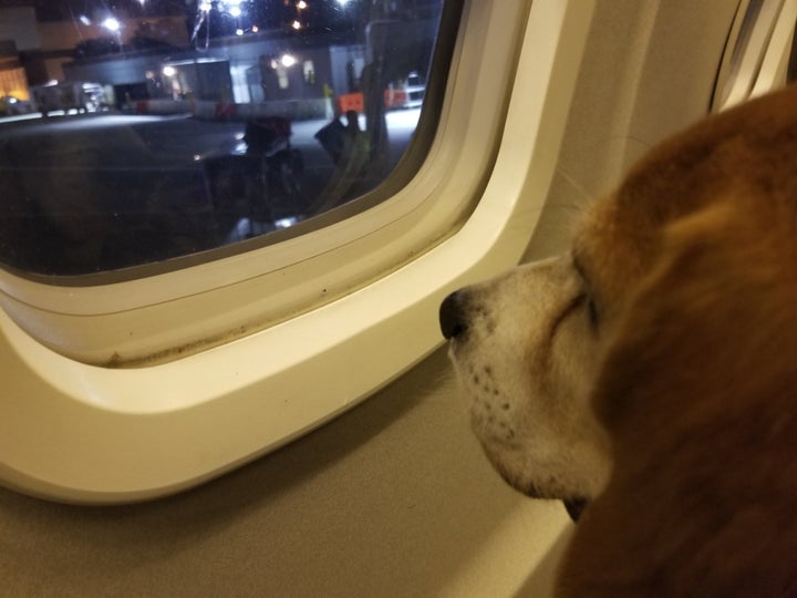 Shiloh looks out a plane window.