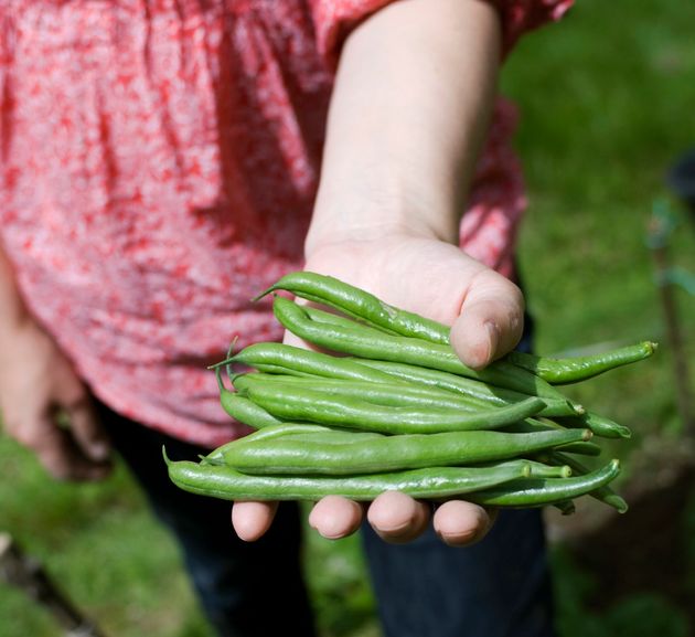 Αγρότες στη Βρετανία αφήνουν χιλιάδες τόνους φρούτων και λαχανικών να σαπίζουν στα