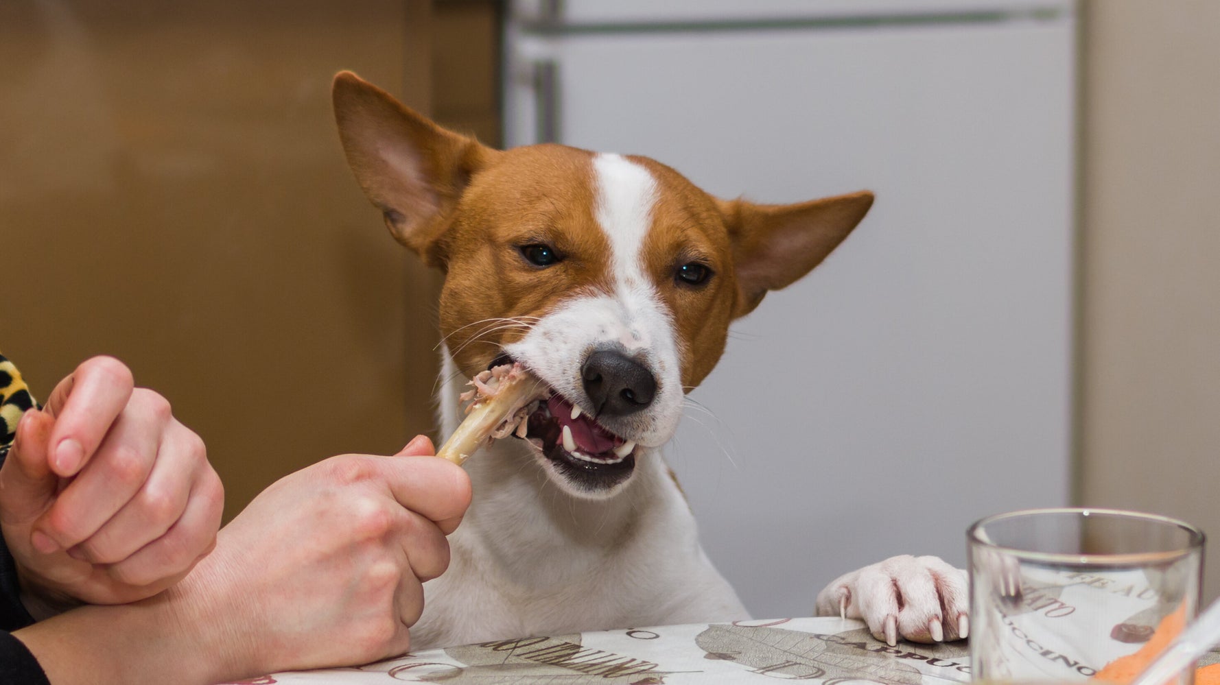 perro alimentación