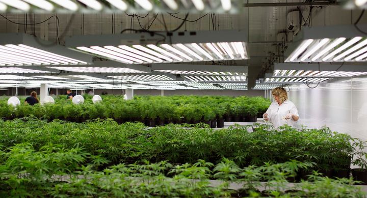 A production assistant grooms marijuana plant clones at Tweed Marijuana in Smiths Falls, Ont., Feb. 20, 2014. Today the facility is owned by Canopy Growth, one of the world's largest cannabis producers.