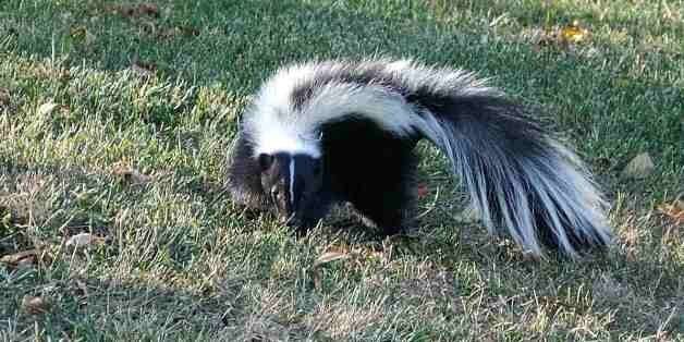 Are there more skunks than usual in Calgary this year?