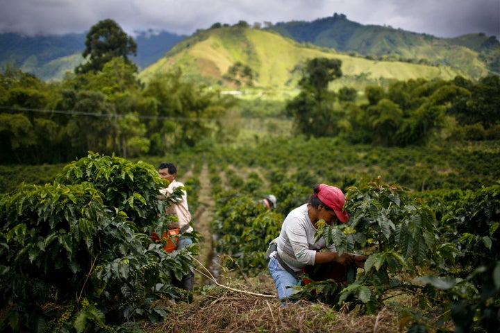 Farmworkers pick Arabica coffee beans in Gigante, Colombia.&nbsp;Many small producers are being forced out of business due to