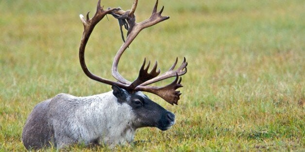 Alberta plans to keep leasing undisturbed remnants of endangered mountain caribou habitat to energy developers, even though Ottawa has just released a plan saying the land must be restored, not exploited.