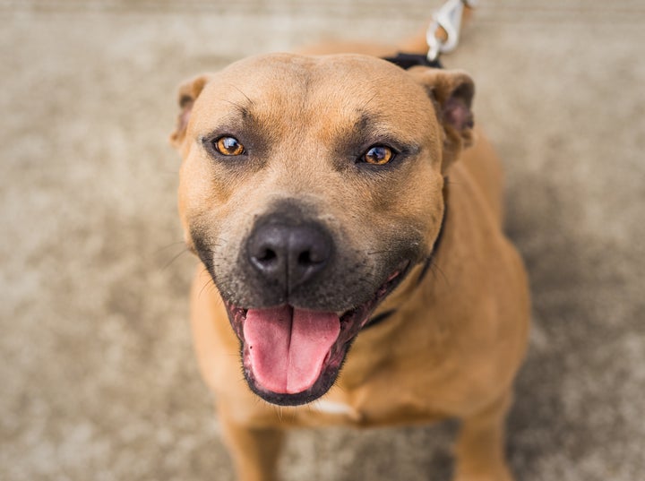 Not Winnie, but a very cute dog that shares her colouring.