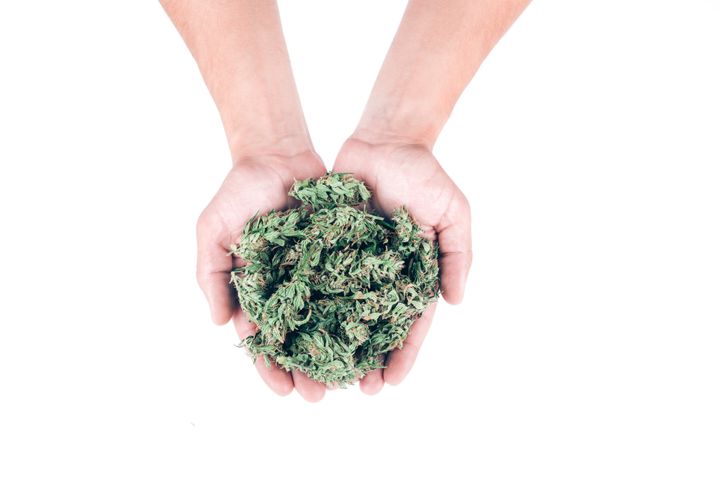 Top view of men hands holding fresh green buds or flowers of cannabis (marijuana) weed over white background. Alternative treatment. Medical cannabis. Copy space.