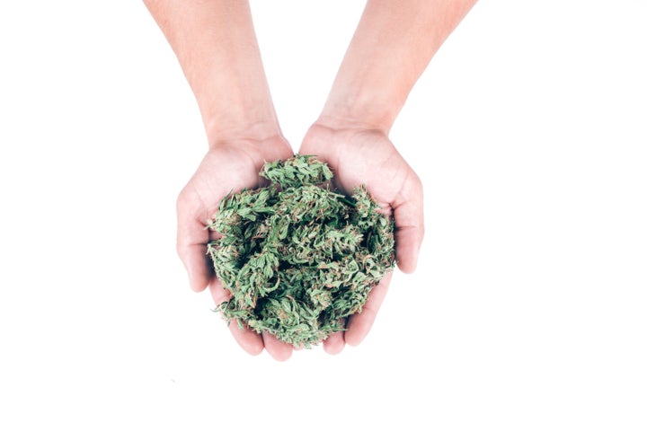 Top view of men hands holding fresh green buds or flowers of cannabis (marijuana) weed over white background. Alternative tr