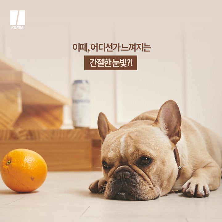 호가든X댕가든
