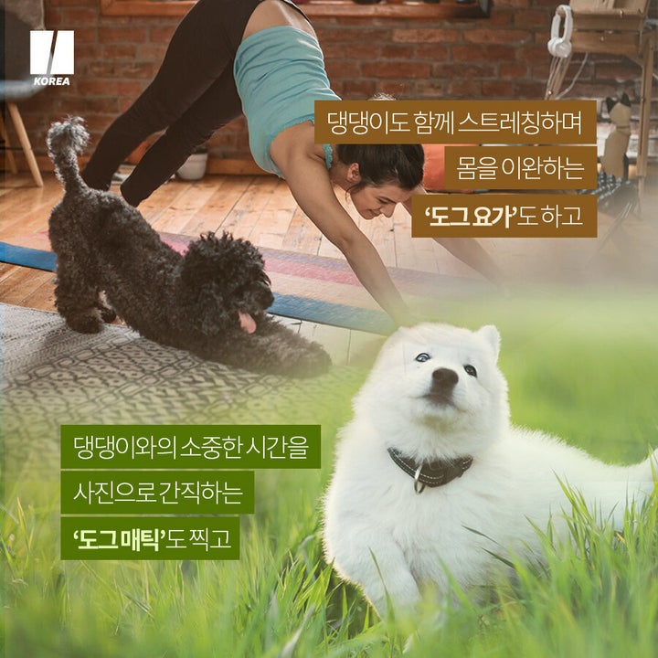호가든X댕가든