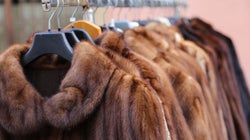 「動物への残虐な行為に加担しない」カリフォルニア州が毛皮製品の販売禁止へ。アメリカの州で初