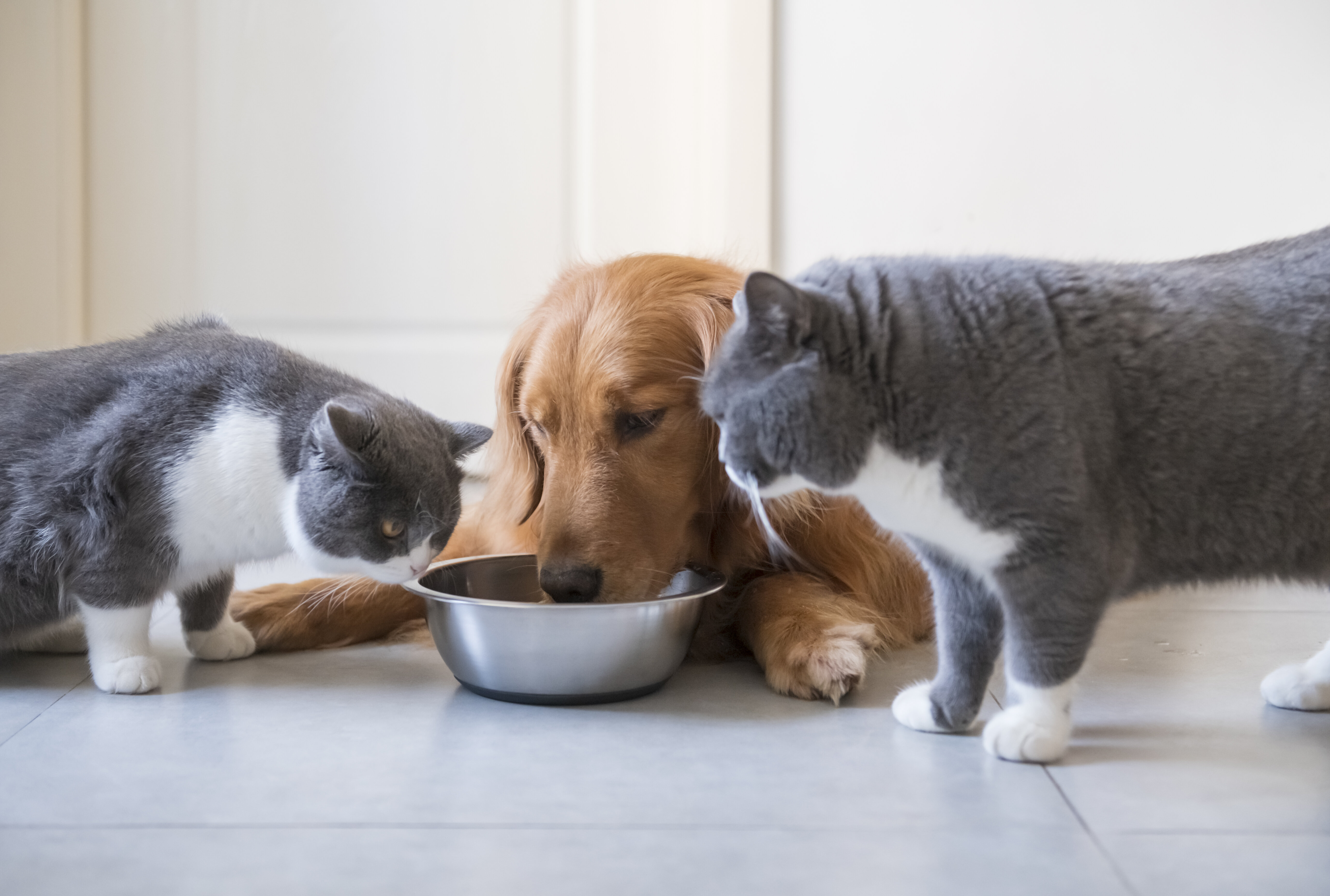 Donner de la viande crue à votre chien ou chat peut être néfaste 