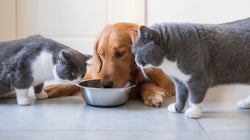 Donner de la viande crue à votre chien ou chat peut être néfaste (pour vous