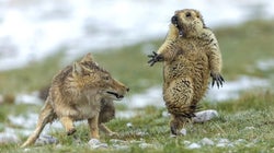 Ce cliché au timing dramatique et parfait sacré meilleure photo animalière de