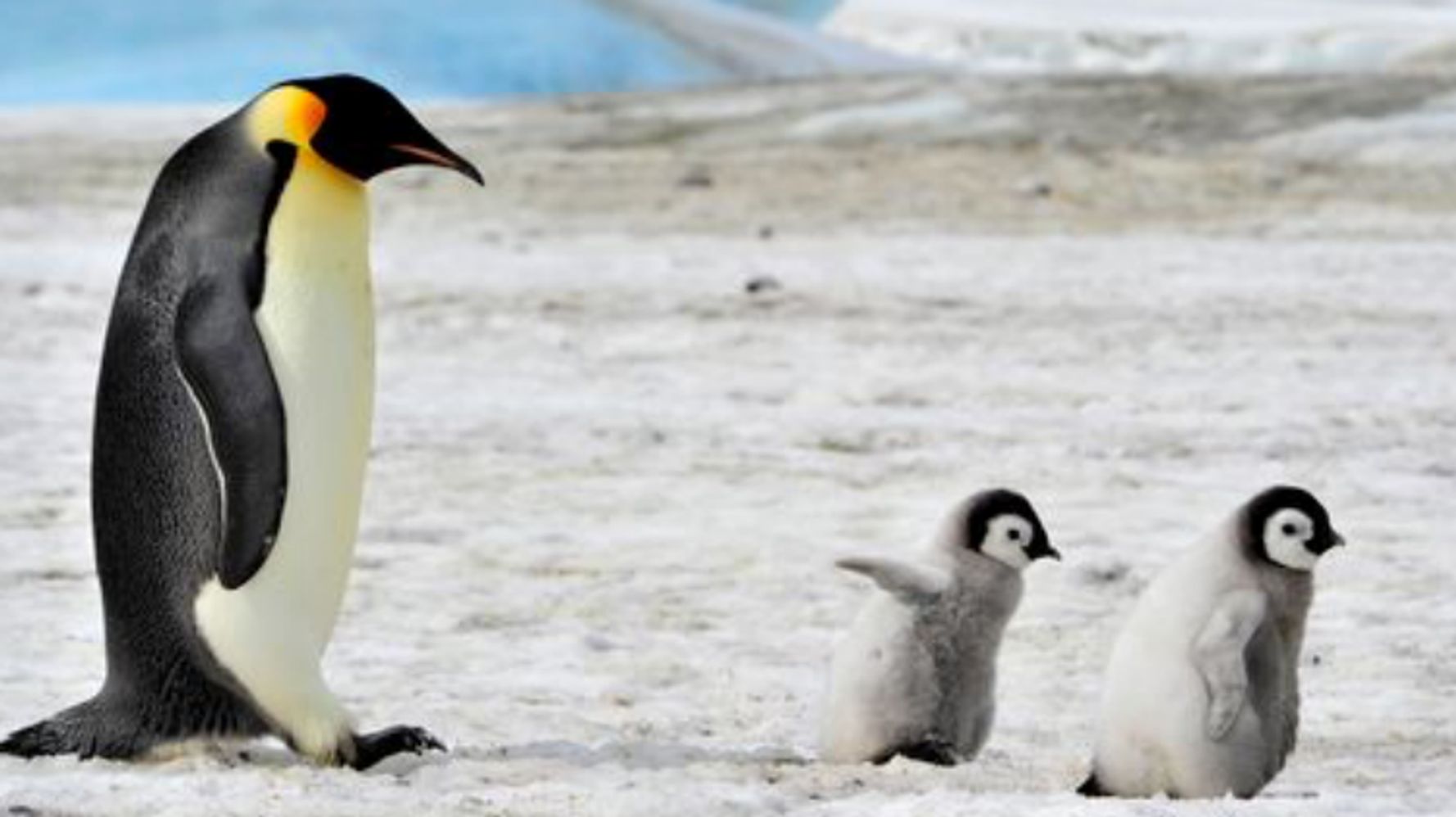 ペンギンの可愛いすぎるトリビア大集合 ソリのように移動し 顔にあごひも 画像集 ハフポスト Life