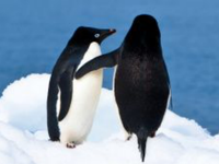 ペンギンの可愛いすぎるトリビア大集合 ソリのように移動し 顔にあごひも 画像集 ハフポスト Life