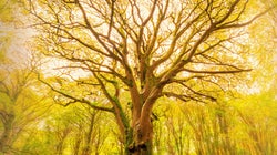 “Emerveillé par la puissance des arbres, j’ai écrit les mémoires d’un vénérable