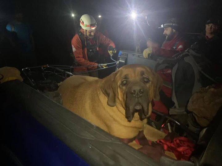 Members of the Salt Lake County Sheriff's Search and Rescue squad in Utah proved friends in need for Floyd when a mountain hike left the huge dog exhausted.
