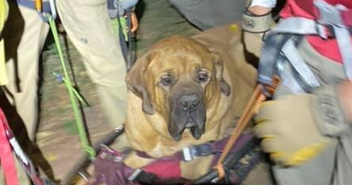Floyd, A 87kg Dog, Rescued From Hike After Getting Too Tired | HuffPost ...