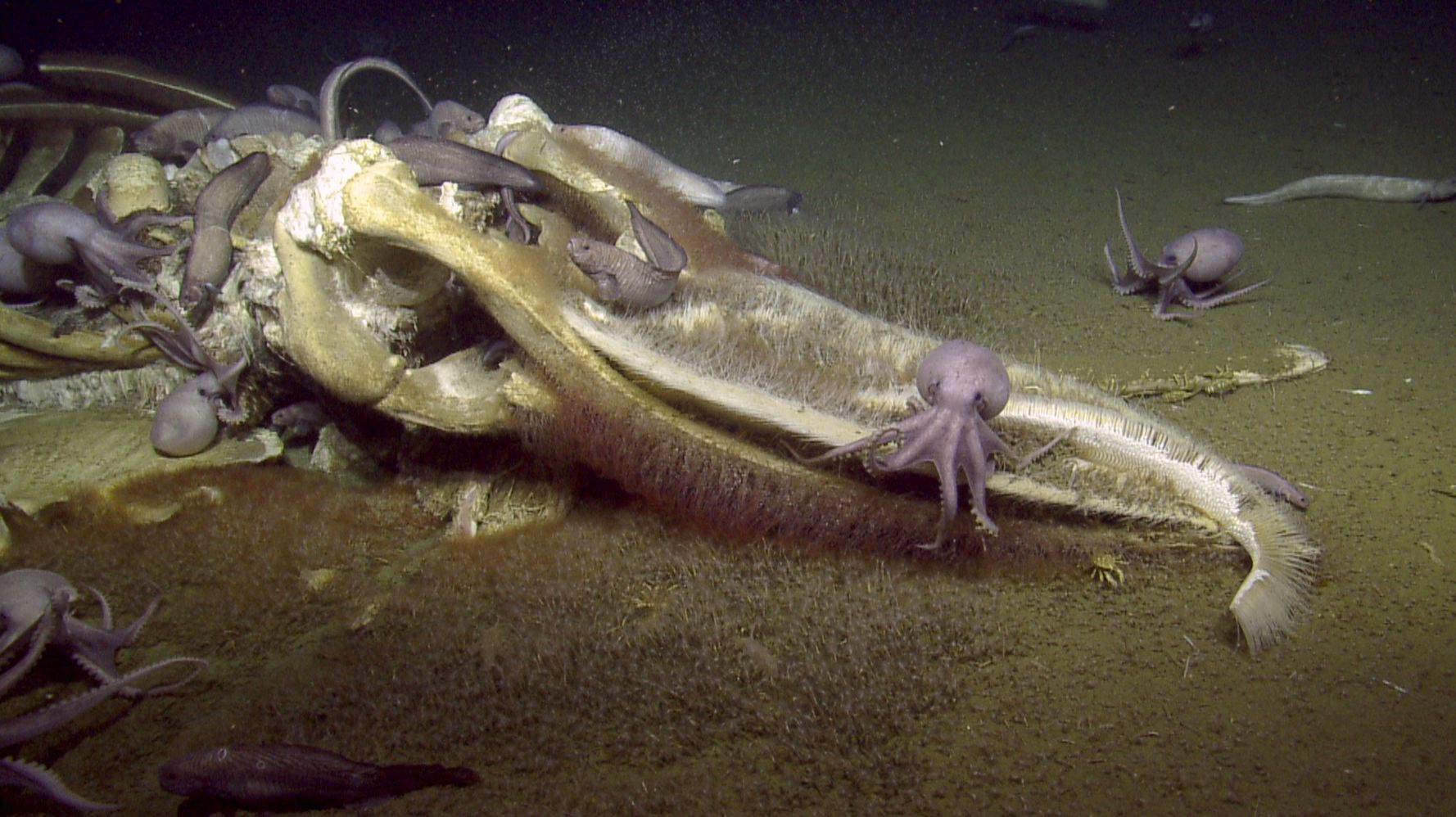Watch A Bunch Of Scientists Freak Out Over A ‘Whale Fall’ On The Bottom