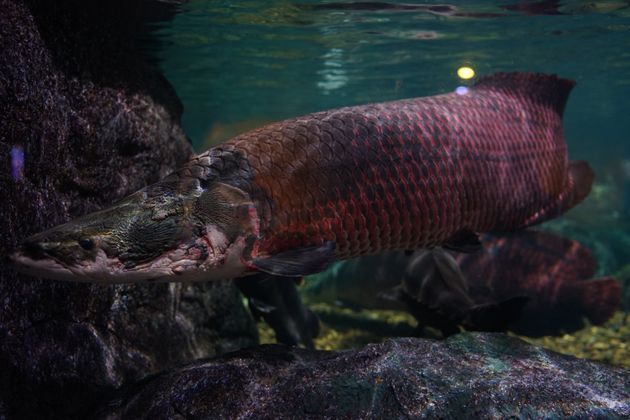 Ψάρι του Αμαζονίου έχει «αλεξίσφαιρο γιλέκο» για να αντιμετωπίζει τα