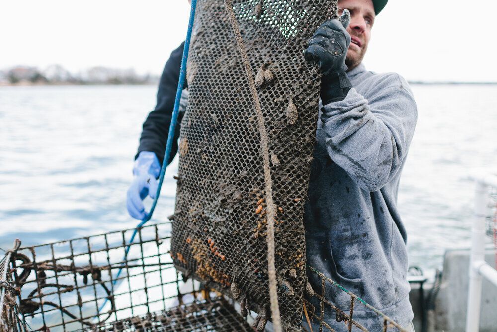 Smith harvests oysters from his Thimble Island Ocean Farm off Branford, Connecticut.
