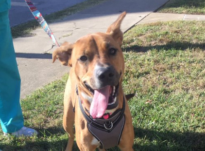 The “charming” dog that would not leave Kate Howard’s yard.