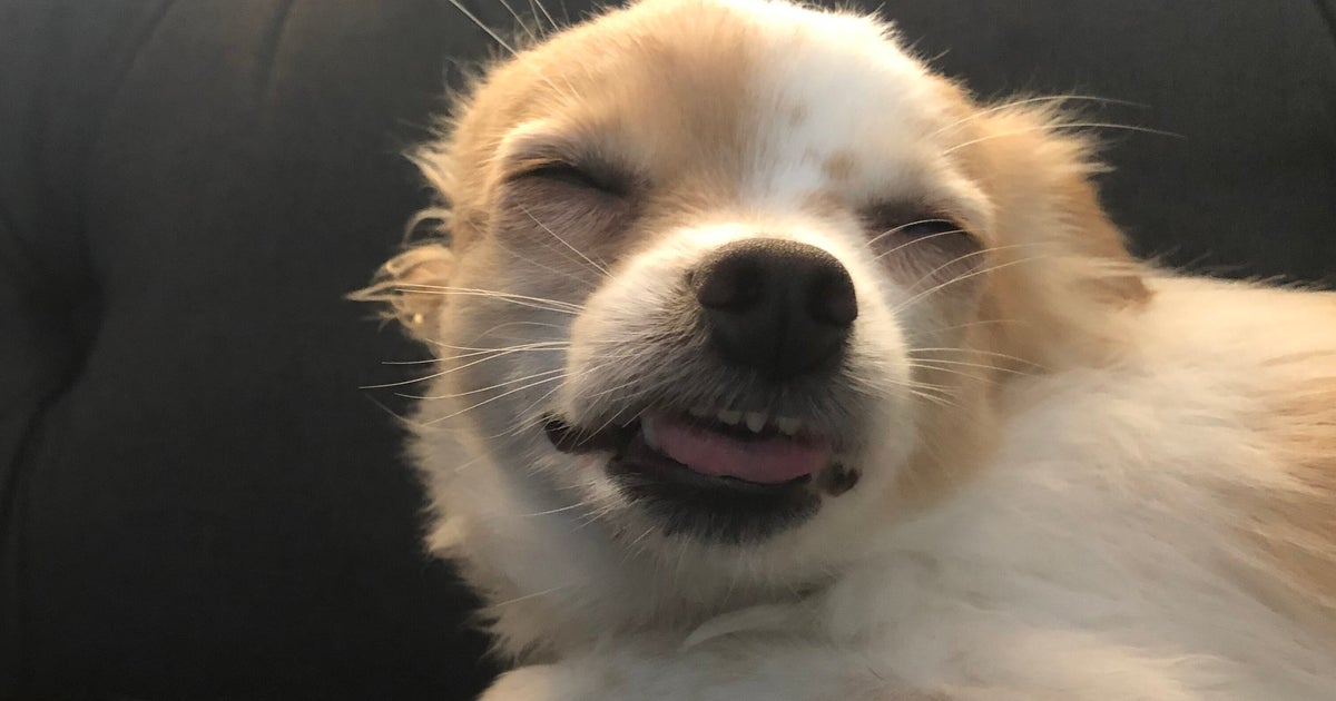 What To Do If Your Dog Eats Weed HuffPost Life